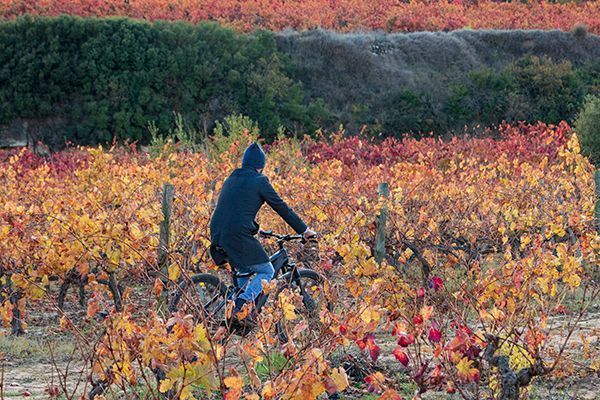 Paseo en bici por viñedo Rioja Alavesa
